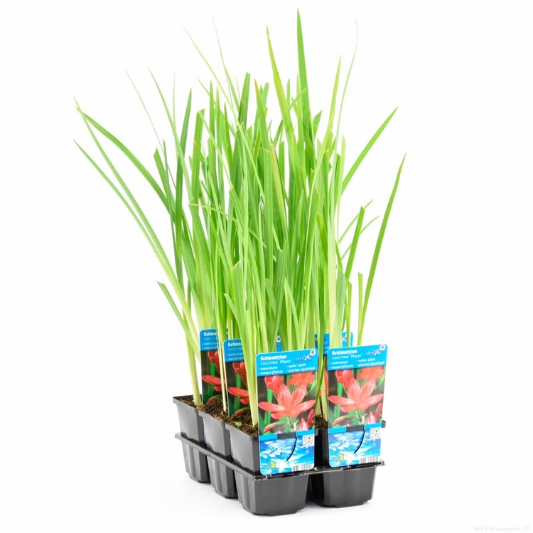 Schizostylis Coccinea P9