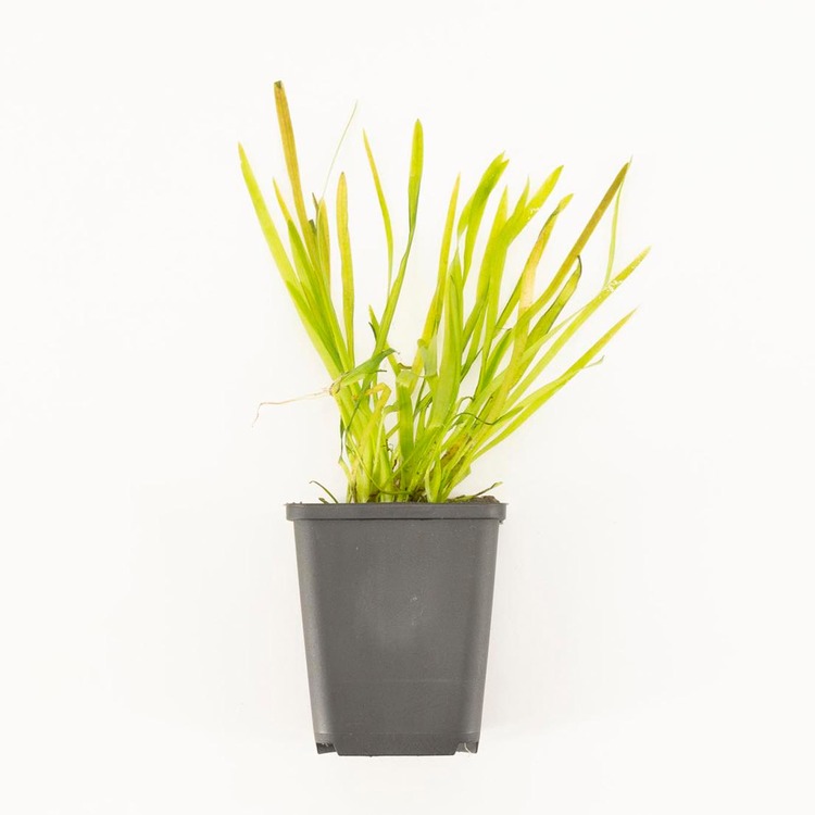 Vallisneria Spiralis P9