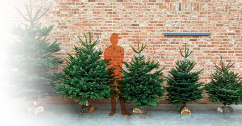 Abies Nordman Coupé 100/+