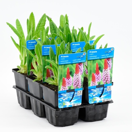 Primula Vialii P9