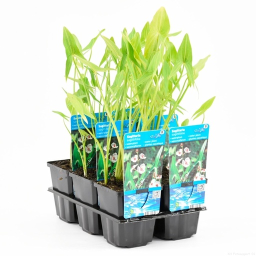 Sagittaria sagittifolia p9