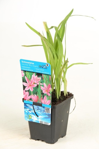 Schizostylis Coccinea Mrs Hegarty P9