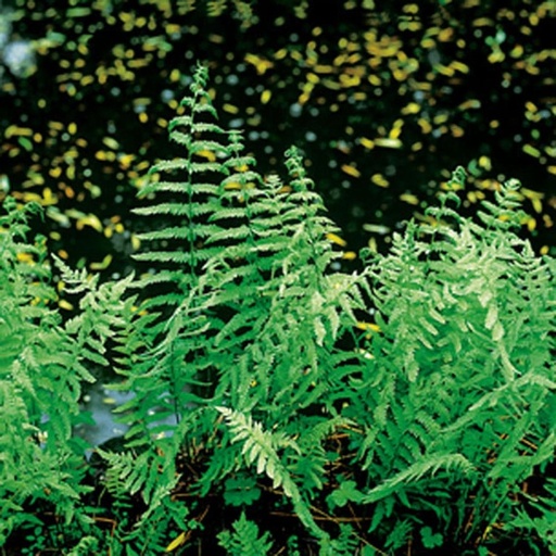 Thelypteris palustris P9