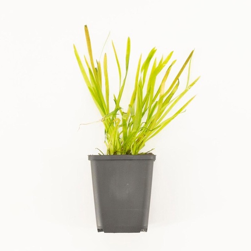 Vallisneria Spiralis P9