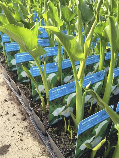 Zantedeschia aethiopica P9
